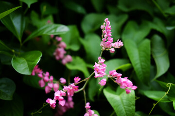 Blooming pink and white Coral bell or Antigonon leptopus flower in tropical garden. Coral Vine, Mexican Creeper, Queen's Wreath, bee bush, Coralita, San Miguelito vine