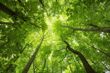 Forest canopy perspective Looking up at the vibrant green foliage against a clear sky - obrazy, fototapety, plakaty