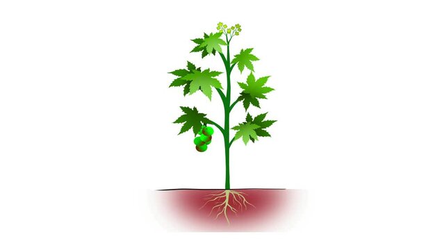 Parts of plant, Morphology of plant with green leaves, fruits, flowers and root system, Plant anatomy with structure and internal side view parts outline diagram. Educational school