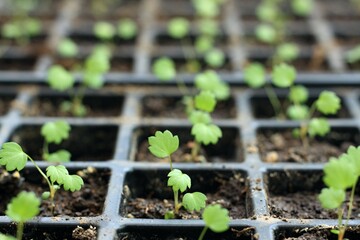 Young seedlings of Alps strawberries in reusable plastic tray. Sprouts of wild Fragaria vesca cultivated  at home from seeds.