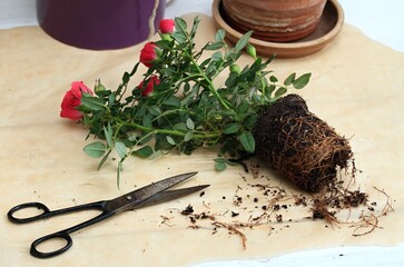 Rose plant from a shop with too dense root system needs treatment. Transplanting of red rose flower...