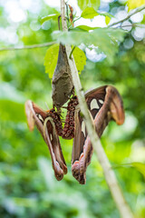 A moth hangs from a tree branch, a terrestrial animal in a plant habitat.mating