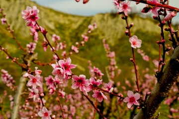 fioritura primaverile nell'Appennino Emiliano. Emilia ROmagna, Italy