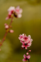 fioritura primaverile nell'Appennino Emiliano. Emilia ROmagna, Italy