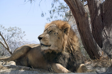 Serene Lion Under Sunlit Tree: A Moment of Peace in the Wild