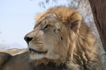 Regal Lion in Repose: A Study of Majesty in the Wild