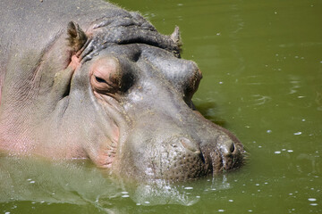 Quiet Giant: Hippopotamus in Tranquil Waters
