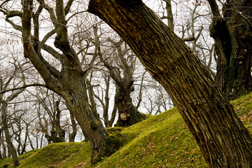 Bosco di castagni alla fine dell'inverno, Appennino Emiliano. Provincia di Bologna, Emilia Romagna, Italy
