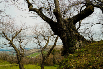 Bosco di castagni alla fine dell'inverno, Appennino Emiliano. Provincia di Bologna, Emilia Romagna, Italy