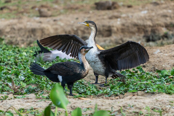 cormorant in the wild