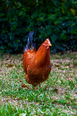 Close-up of big rooster free range in rural area