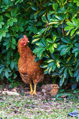 Close-up of big rooster free range in rural area