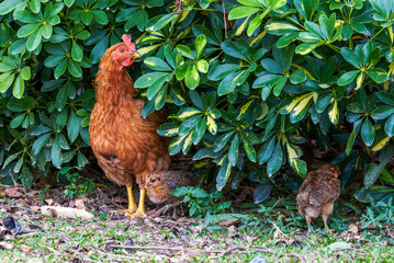 Close-up of big rooster free range in rural area
