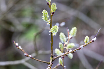 Willow branches with fluffy buds