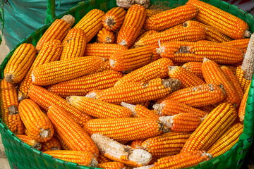 Basket of dried corn cobs close-up