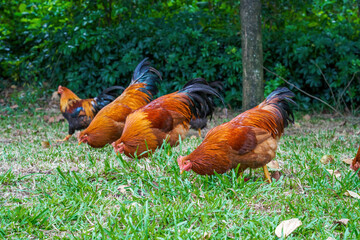 Close-up of big rooster free range in rural area
