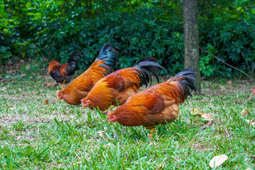 Close-up of big rooster free range in rural area
