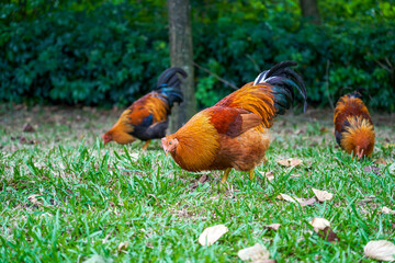 Close-up of big rooster free range in rural area