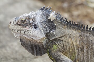 Iguan from the west indies