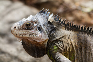 Iguan from the west indies