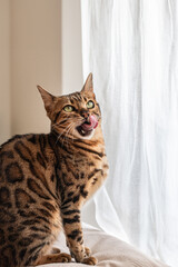 A majestic Bengal cat licks its lips by a gauzy curtain, embodying the essence of feline...