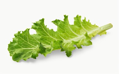 fresh lettuce isolated on white