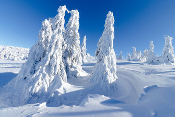Zimowa sceneria w Karkonoszach, zamarznięte drzewa, przy Szrenicy - obrazy, fototapety, plakaty