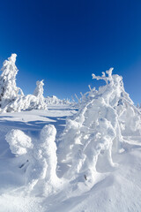 Zimowa sceneria w Karkonoszach, zamarznięte drzewa, przy Szrenicy - obrazy, fototapety, plakaty
