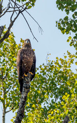 American bald eagle perched hunting