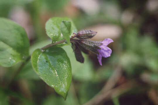 Pulmonaria obscura, common names unspotted lungwort or Suffolk lungwort flowers blooming in the forest