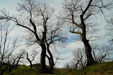 Bosco di castagni alla fine dell'inverno, Appennino Emiliano. Provincia di Bologna, Emilia Romagna, Italy