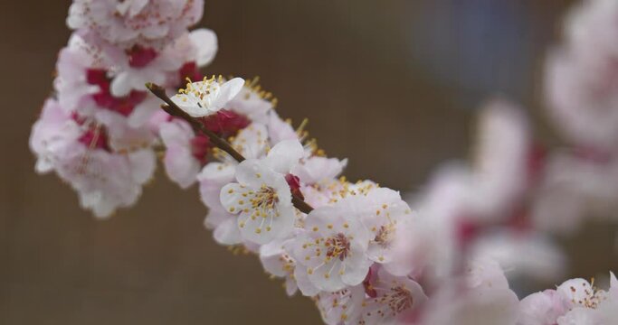 Sakura cherry blossoms in spring, in the rain
