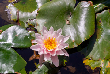 beautiful water lily in the lake