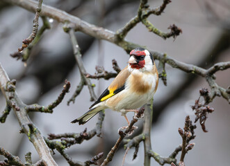 European Goldfinch sitting on the branch in rain.