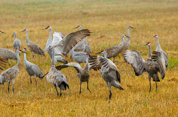 Fototapeta premium Sandhill cranes dancing during migration 