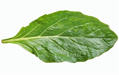 fresh lettuce isolated on white