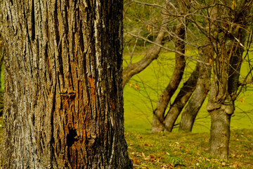 Bosco di castagni alla fine dell'inverno, Appennino Emiliano. Provincia di Bologna, Emilia Romagna, Italy