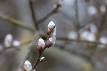 Willow branches with fluffy catkins close-up outdoors. The symbol of Easter and Palm Sunday. Fluffy...