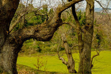 Bosco di castagni alla fine dell'inverno, Appennino Emiliano. Provincia di Bologna, Emilia Romagna, Italy