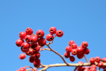 Fototapeta na wymiar A twig with red hawthorn berries on a shrub branch against a blue sky background