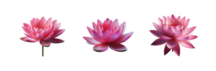  Set of water lily lotus, illustration, isolated over on transparent white background