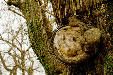 Bosco di castagni alla fine dell'inverno, Appennino Emiliano. Provincia di Bologna, Emilia Romagna, Italy