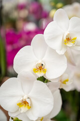 Fototapeta na wymiar beautiful white orchid with purple flowers in background
