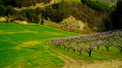Natura in fiore in primavera. Colline dell'Appennino Emiliano. Emilia Romagna, Italy
