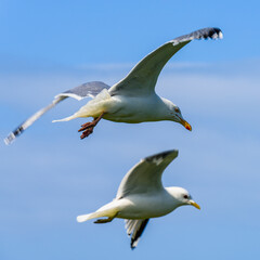 European Herring Gull, Larus argentatus	 - 759920341