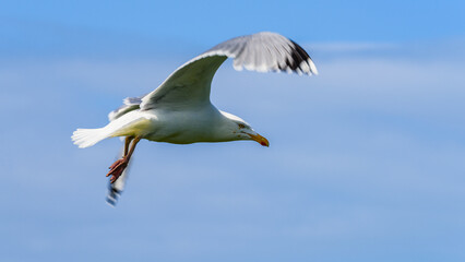 European Herring Gull, Larus argentatus	 - 759920366