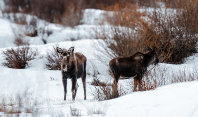 Moose in Colorado Mountains