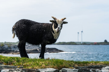 Wild Sheep from Haraldshaugen, HAUGESUND, NORWAY, europe - 759920579