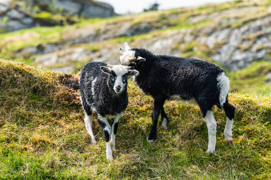 Wild Sheep from Haraldshaugen, HAUGESUND, NORWAY, europe