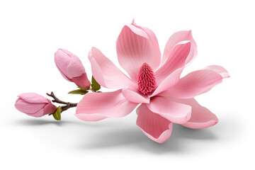 Magnificent pink magnolia bloom isolated on transparent background